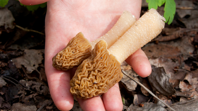 Illustration for article titled More Mushroom Than You Can Handle: You Simply Don’t Have The Endurance To Make It Through This List Of 8 Mushrooms